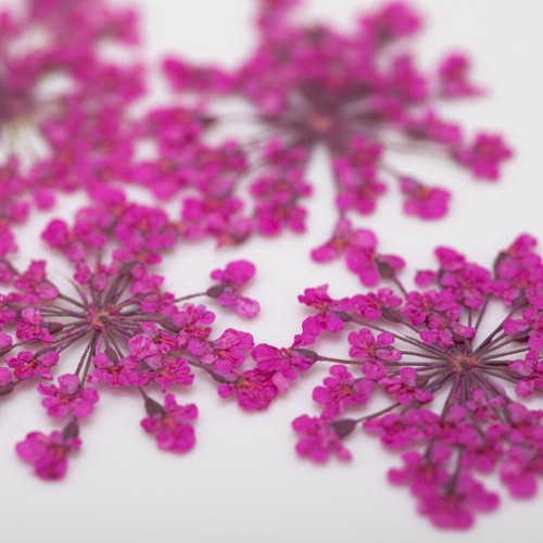 ozdoba-do-paznokci-suszone-kwiatki4.jpg